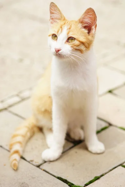 Yong Fehér Vörös Macska Utcán Nyári Napsütéses Napon — Stock Fotó