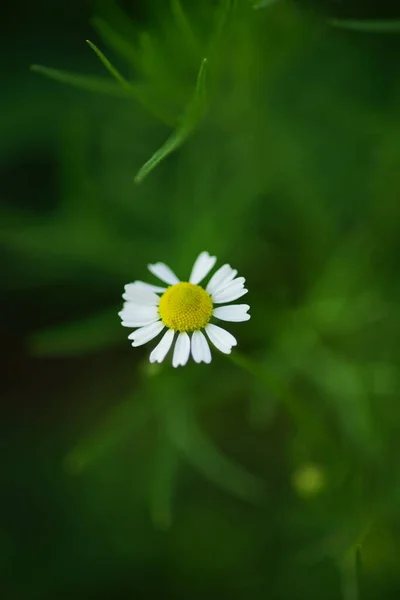 Lovely White Chamomile Flower Grow Summer Garden Floral Art Card — Stock Photo, Image