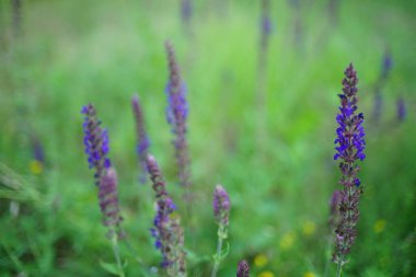 Yaz tarlasında yeşil çimlerle yetişen yabani menekşe çiçekleri..