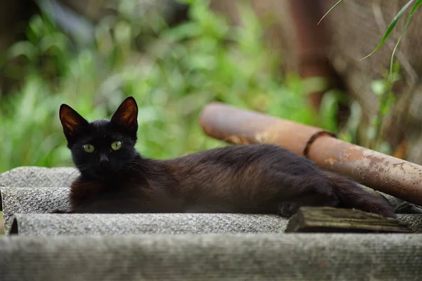Yong Μαύρη Γάτα Στέκεται Στο Σχιστόλιθο Καλοκαίρι Ηλιόλουστο Κήπο — Φωτογραφία Αρχείου