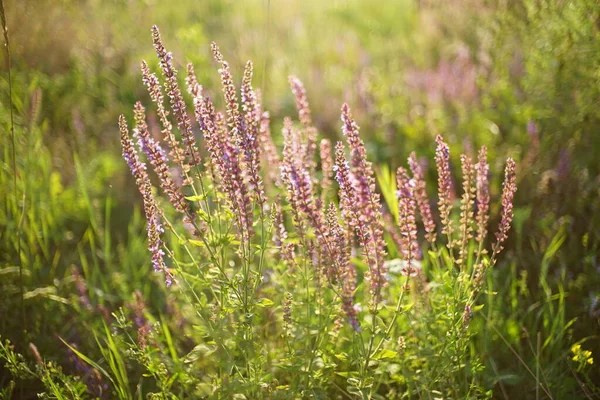 Flores Violetas Selvagens Crescendo Grama Verde Campo Verão Ensolarado — Fotografia de Stock