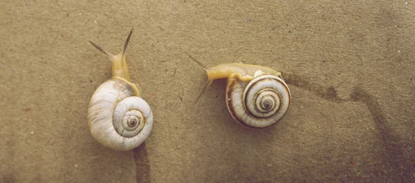 Dois Caracóis Rastejando Uma Parede Marrom — Fotografia de Stock