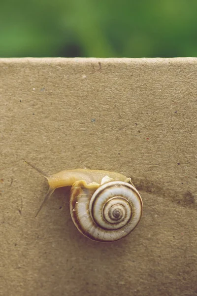 정원에 기어다니는 달팽이 — 스톡 사진