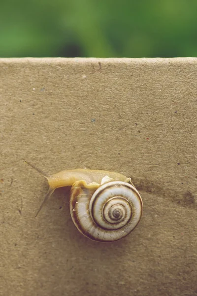 Caracol Rastejando Uma Parede Papelão Jardim — Fotografia de Stock