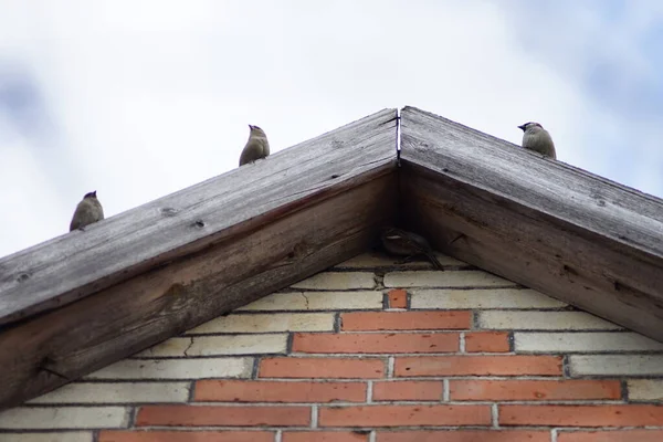 Sparrows Birds Sitting Roof Blue Sky Background — Stock Photo, Image