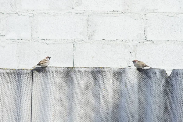 Deux Oiseaux Moineaux Assis Sur Vieille Clôture Ardoise — Photo