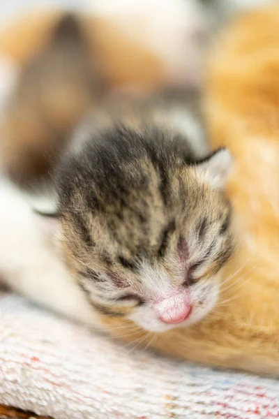 Милий Новонароджений Кошеня Спить Дитина Тварина Спить — стокове фото