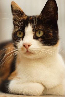 Maneki neko üç renkli kedi portresi, yüz yüze yakın çekim..