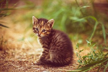 Tabby kitten sits in the summer garden. Young grey cat rest in nature