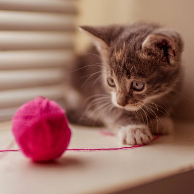 cute ashy kitten playing with a pink ball of thread on the windowsill