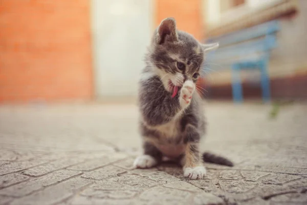 Aranyos Szürke Cica Mossa Mancsát Egy Fiatal Macska Kőpadlón Egy — Stock Fotó