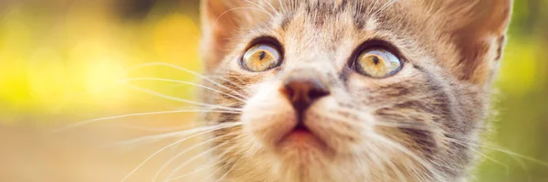 Lovely Young Kitten Looking Portrait Cute Cat — Stockfoto
