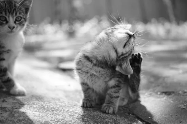 Tabby Kitten Paw Scratches Ear Summer Garden Fleas Ticks Domestic — Stockfoto