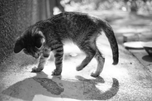 Tabby Gatito Mira Sombra Suelo Patio Soleado —  Fotos de Stock