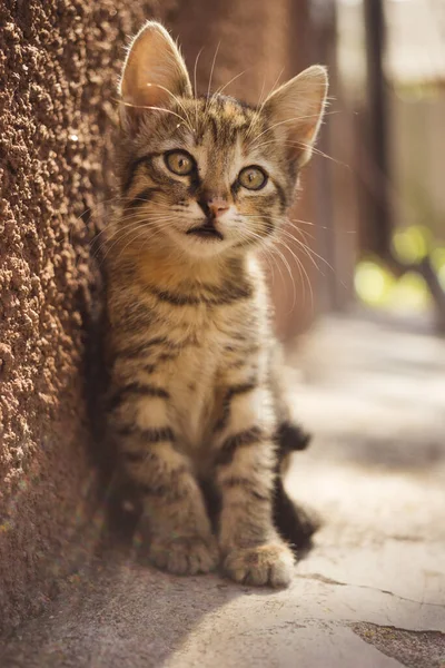 Härlig Tabby Kattunge Sitter Nära Husväggen Solig Dag Ung Tabby — Stockfoto