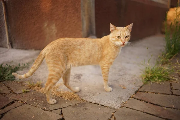 Ginger Chat Est Marcher Près Maison Dans Une Soirée Ensoleillée — Photo