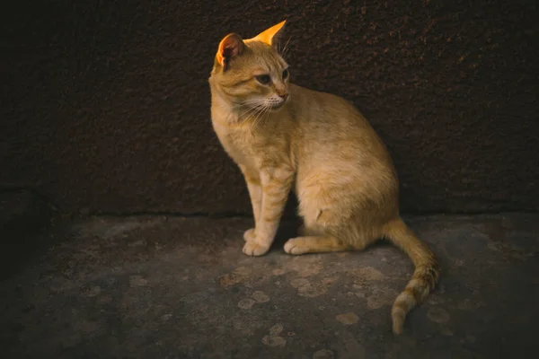 在一个阳光灿烂的夜晚 姜汁猫坐在房子的墙边 — 图库照片