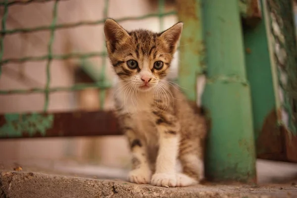 Paslı Çitlerin Yanında Beyaz Pençeli Kedi Yavrusu Portresi — Stok fotoğraf