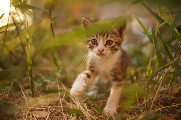 Tabby Kitten Met Witte Pootjes Lopen Zomertuin — Stockfoto