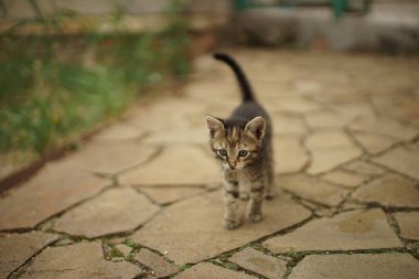Eski mozaik zeminde yaz bahçesinde tekir kedi yavrusu yürüyüşü.