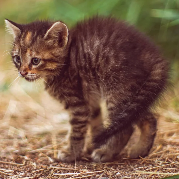 Tabby Kätzchen Wie Ein Stacheliger Igel Steht Aufmerksam Garten — Stockfoto