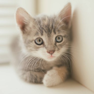 Küçük gri kedi yavrusu pencere eşiğinde dinleniyor. Genç bir kedinin yakın portresi..