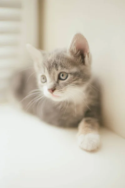 かわいいグレーの子猫リラックスした窓の上に — ストック写真
