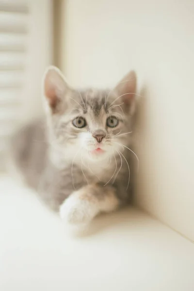 Pequeno Gatinho Cinzento Com Retrato Engraçado Peitoril Janela — Fotografia de Stock