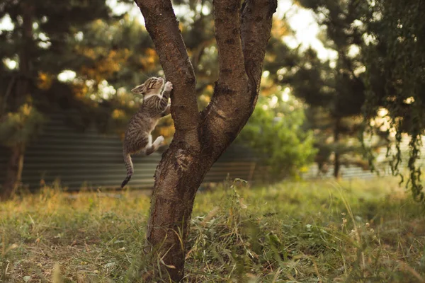 Αστείο Γατάκι Πηδάει Ένα Δέντρο Πορτρέτο Οικόσιτης Γάτας Στον Καλοκαιρινό — Φωτογραφία Αρχείου