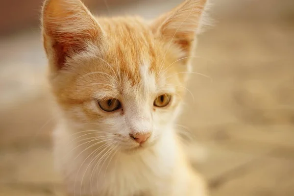 Lovely Ginger White Kitten Portrait Outdoor Summer Day — Stock Photo, Image