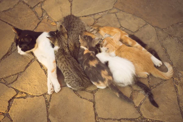 Katten Matar Sina Kattungar Det Soliga Stengolvet Utomhus — Stockfoto