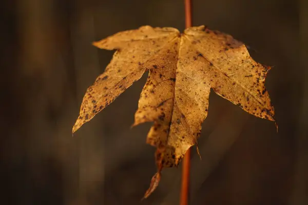 Коричневый Осенний Лист Ветке Солнечном Лесу — стоковое фото
