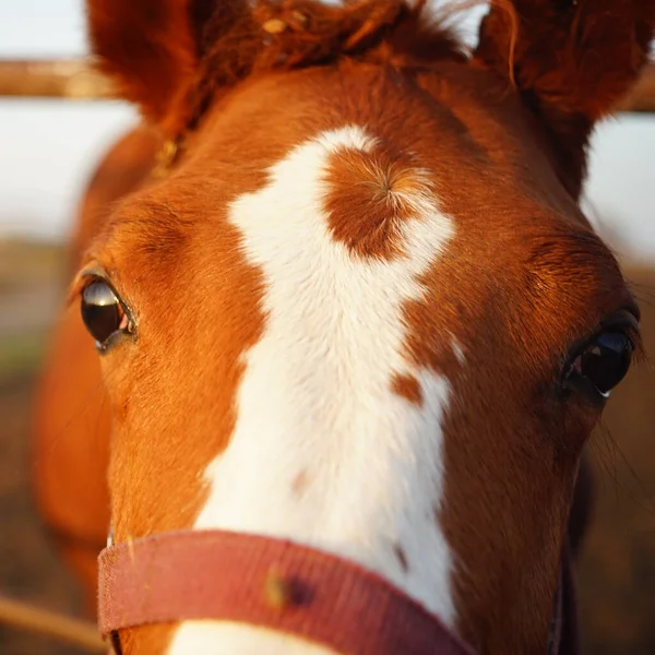 Retrato Cavalo Marrom Com Manchas Brancas Face Close — Fotografia de Stock