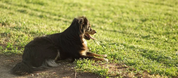 Cão Preto Fofo Descansando Uma Grama Verde Ensolarada — Fotografia de Stock