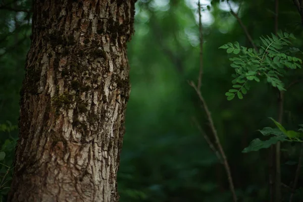 濃い春の森の中のアカシアの木の幹 — ストック写真