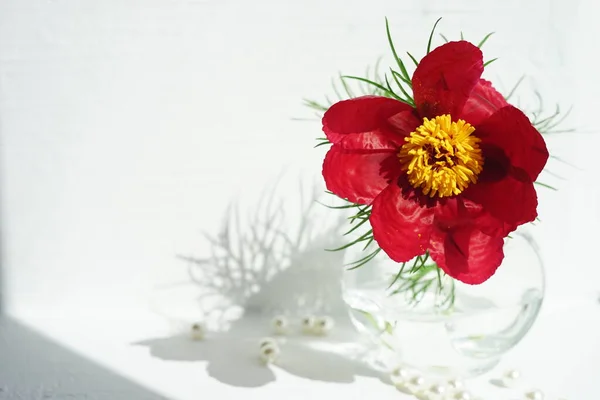 Czerwony Kwiat Piwonii Szklanym Wazonie Białym Słonecznym Parapecie — Zdjęcie stockowe