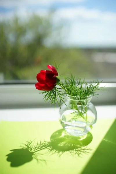 Czerwony Kwiat Piwonii Zielonymi Liśćmi Wazonie Słonecznym Parapecie — Zdjęcie stockowe