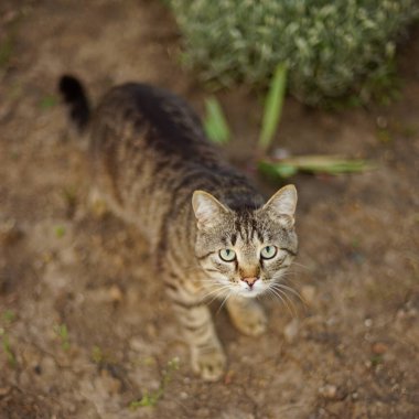 Tasmalı sevimli kedi bahçede yürüyor.