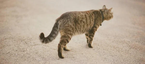 Tabby Katt Går Iväg Längs Dammiga Vägen — Stockfoto