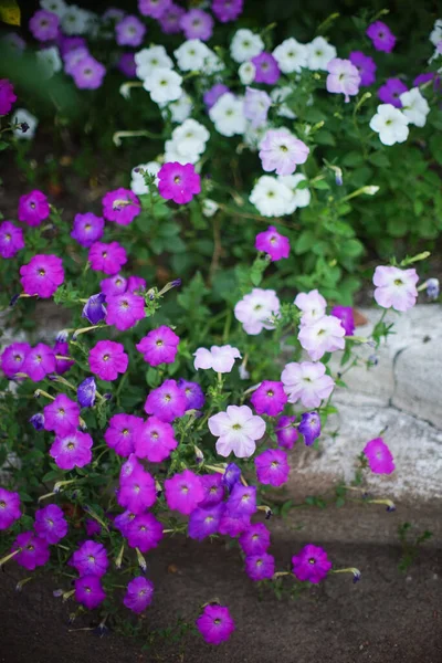 Bahçede beyaz ve mor petunya çiçekleri yetişir..