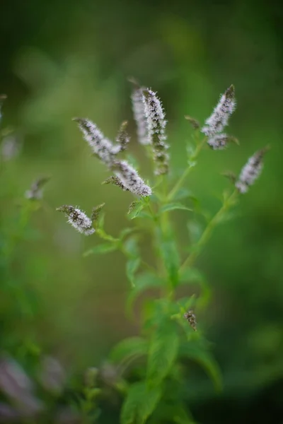 Blooming Mint Bush Green Leaves Flowers Grow Garden Floral Art — Stock Photo, Image