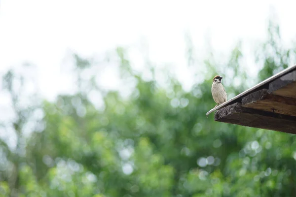 Sparvfågel Sitter Ett Tak Sommarträdgården Grönt Träd Och Vit Himmel — Stockfoto