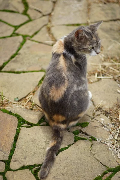 Retrato Gato Cinza Grávida Tricolor Livre Ashy Gato Tartaruga Senta — Fotografia de Stock