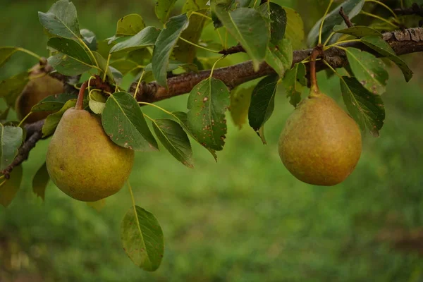 Twee Rijpe Peren Hangend Aan Boom — Stockfoto