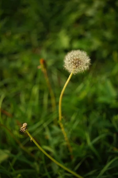 Ronda Flor Diente León Esponjoso Otros Viejos Crecen Hierba Verde — Foto de Stock