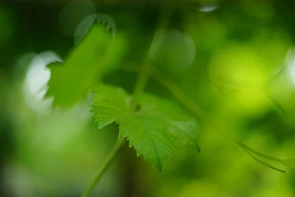 Hermosas Hojas Uva Verde Silvestre Crecen Día Verano Arte Suave — Foto de Stock