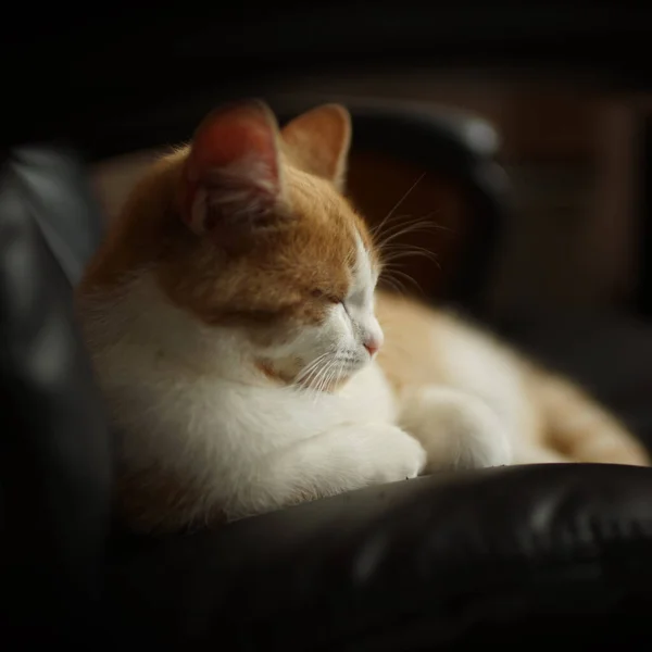 Ginger White Kitten Rest Black Leather Office Chair — Stock Photo, Image