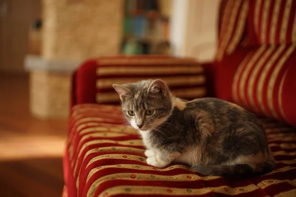 赤いソファの上にグレーの子猫の休憩 猫の肖像画 — ストック写真