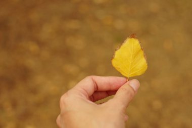 Parkta sarı sonbahar huş yaprağı tutan bir kadın.