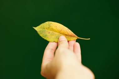 Koyu yeşil arka planda sarı yeşil sonbahar huş yaprağı tutan kadın el.